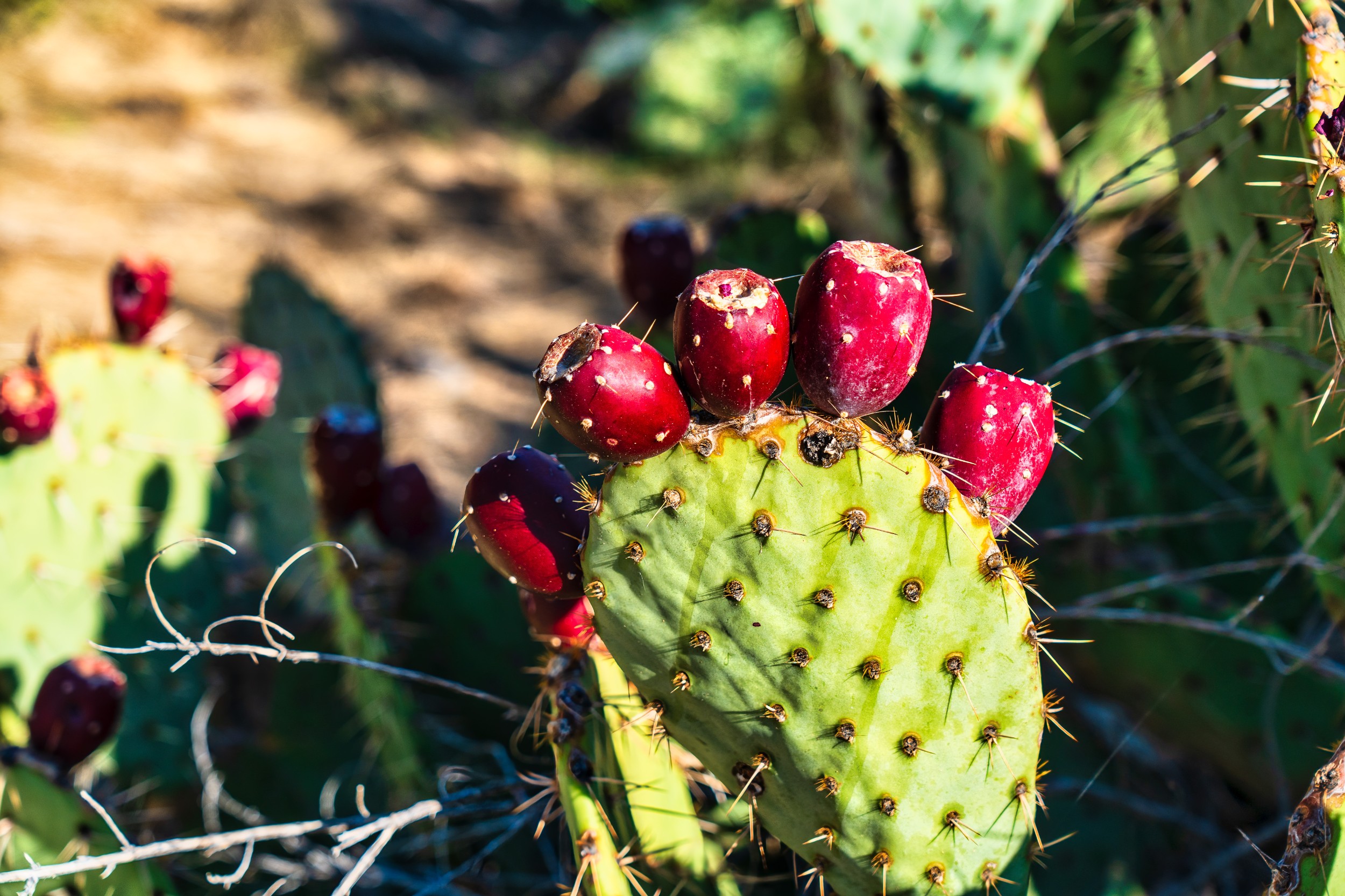 USA 2024 5 Sterne 53